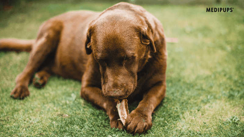 Dog Eat Bones
