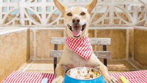 Medipups | How the Dog Digestive System Works — And How to Keep It Healthy